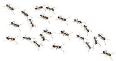 Ant removal pest control program from Expert Pest Managment