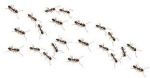 whiteants4