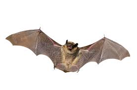 whitebat1