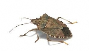 best pest control near me to get rid of stinkbugs | Expert Pest Management, serving Western PA and Northwest Ohio