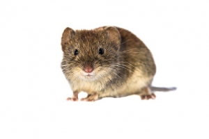 Bank vole (Myodes glareolus; formerly Clethrionomys glareolus). Small vole with red-brown fur looking in camera on white background